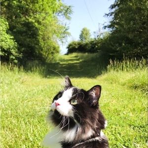 Posh Show!! Going live!